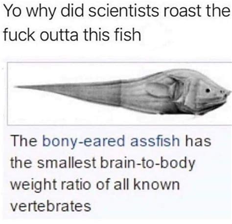 bony eared assfish|bony eared assfish meme.